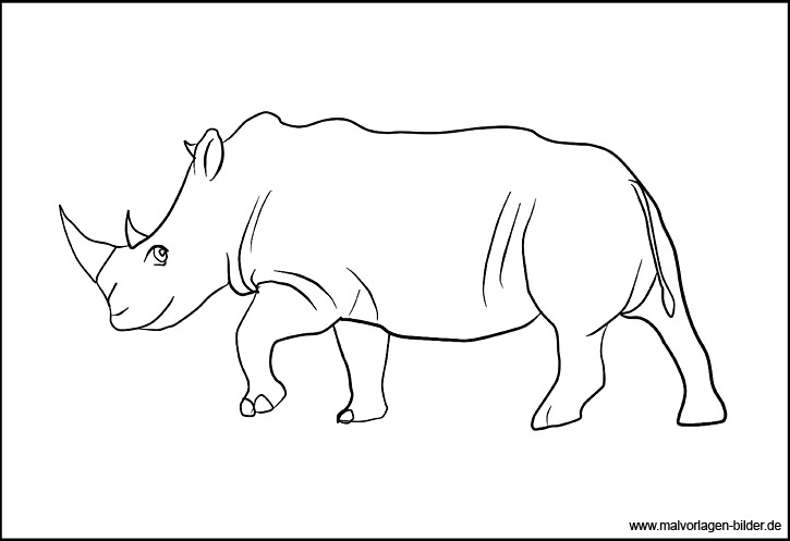 Nashorn Zeichnung