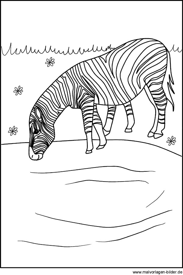 zebra in afrika  ausmalbilder malvorlagen und tiermotive
