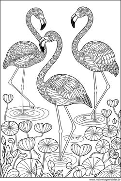 Flamingos Tier-Malvorlage Erwachsene