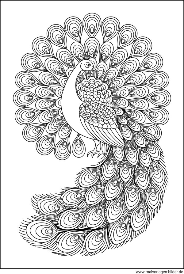 Pfau Tier-Ausmalbild für Erwachsene