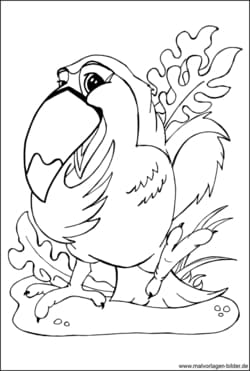 Tukan Vogel - Ausmalbild für Erwachsene zum Ausmalen