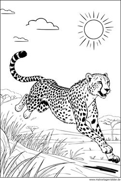 Gepard Rennt Ausmalbild kostenlos