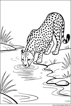 Gepard trinkt Ausmalbild gratis drucken