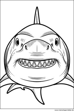 Hai von vorne Ausmalbild für Erwachsene zum Drucken