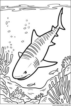 Tigerhai Malvorlage zum Ausdrucken