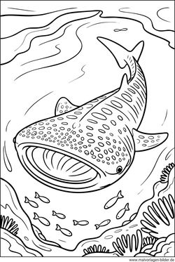 Walhai Vorlage zum Ausdrucken