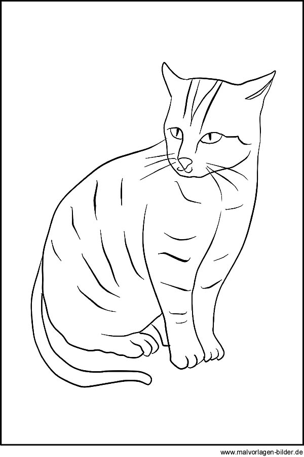 Katzen Zeichnung