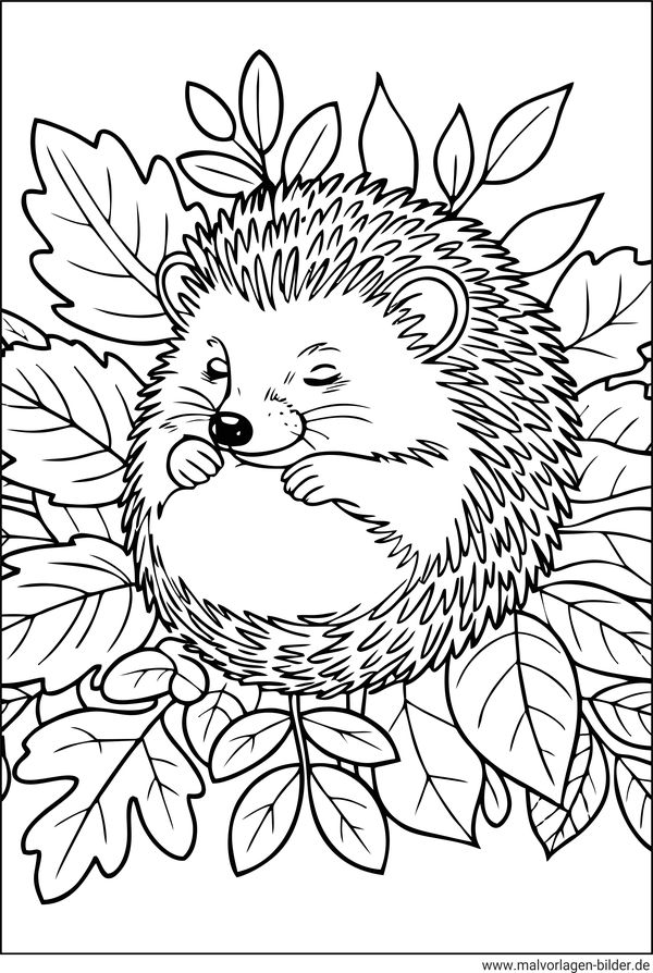 Igel schläft Malvorlage