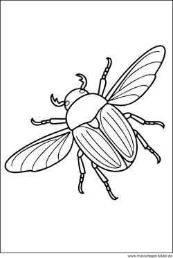 Ausmalbild fliegender Maikaefer