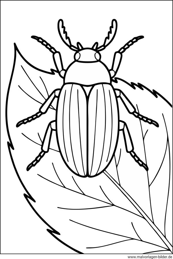 Ausmalbild Maikäfer auf einem Blatt