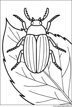 Ausmalbild Maikäfer sitzt auf einem großen Blatt