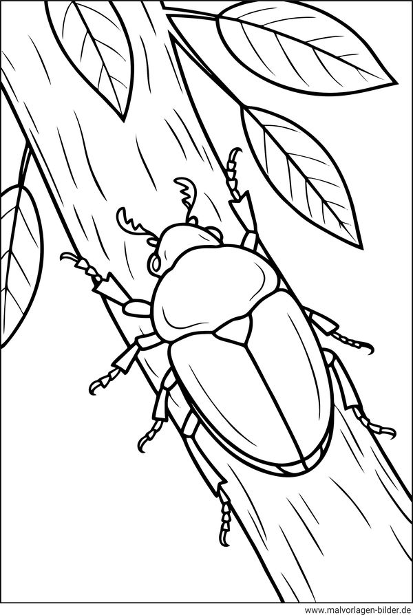 Maikäfer auf einem Baum Ausmalbild