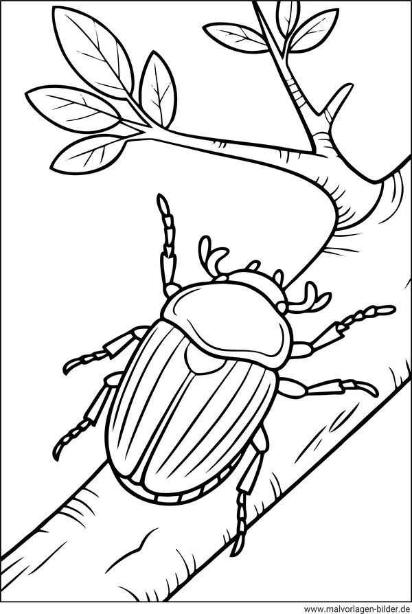 Maikäfer Ausmalbild Erwachsene