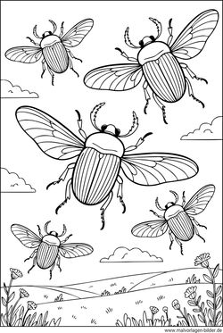 Maikäfer fliegen in der Natur Ausmalbild