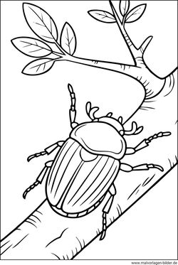 Maikäfer Vorlage zum Ausmalen für Erwachsene