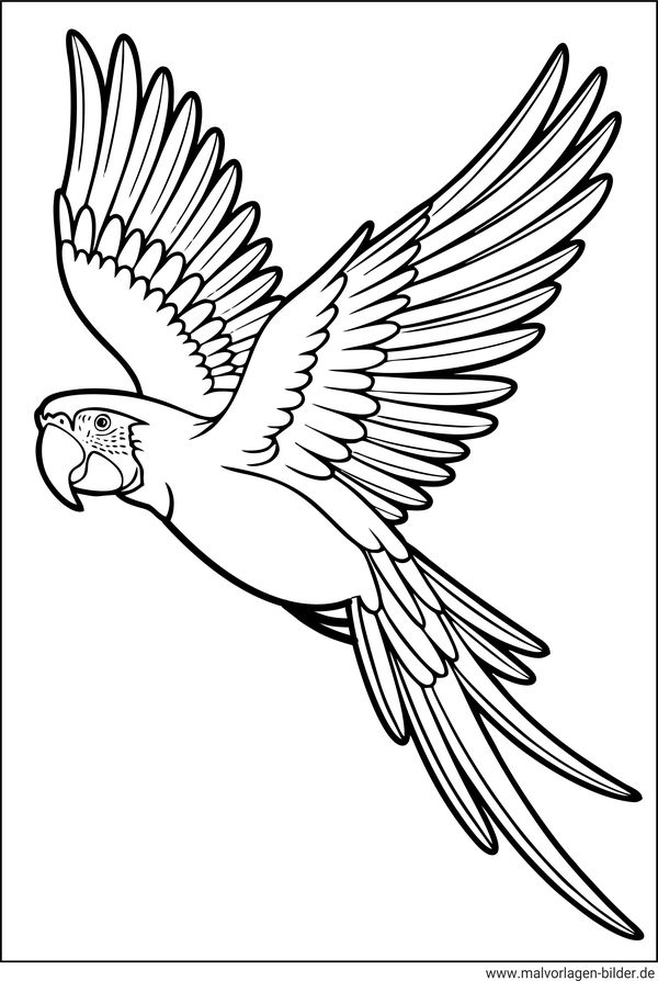 Fliegender Papagei Ausmalbild