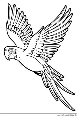 Papagei beim Fliegen Malbild download