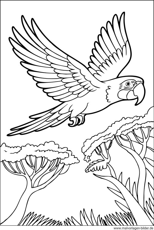 Papagei fliegt über den Urwald Malvorlage
