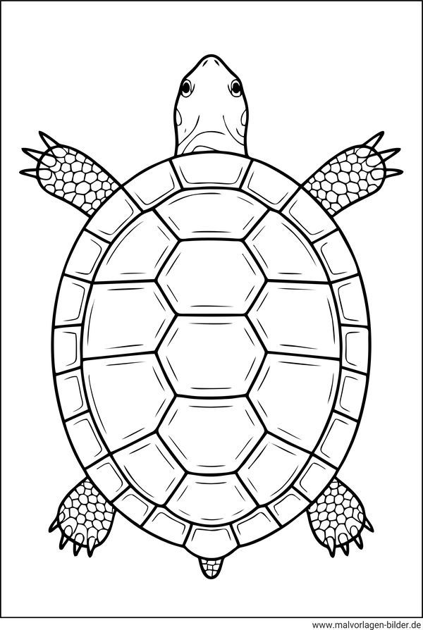 Ausmalbild Schildkröte von oben