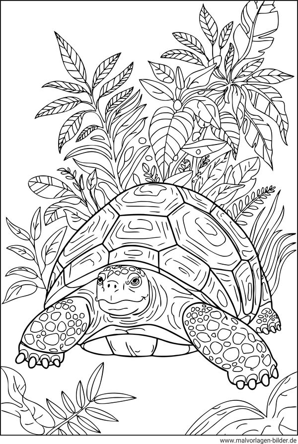 Landschildkröte Ausmalbild für Erwachsene