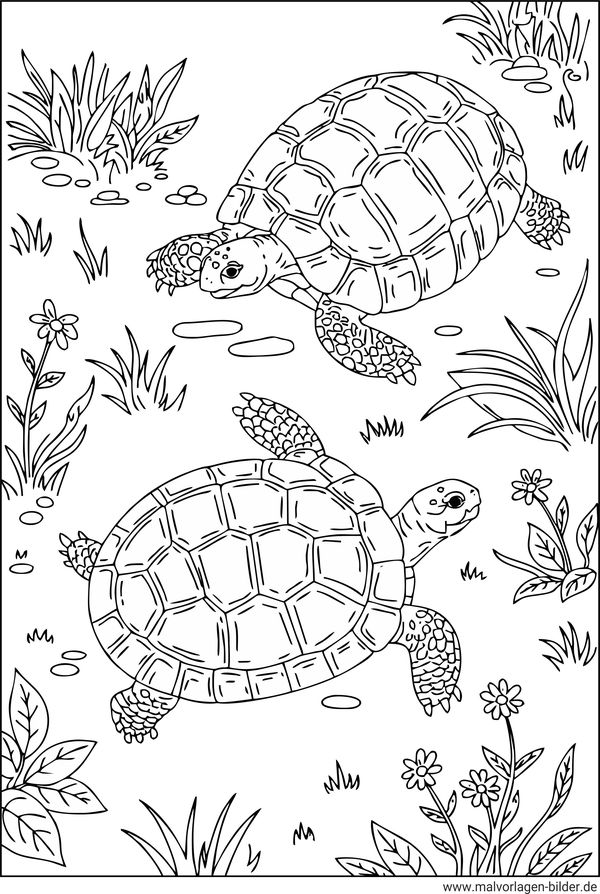 zwei Schildkröten Ausmalbild