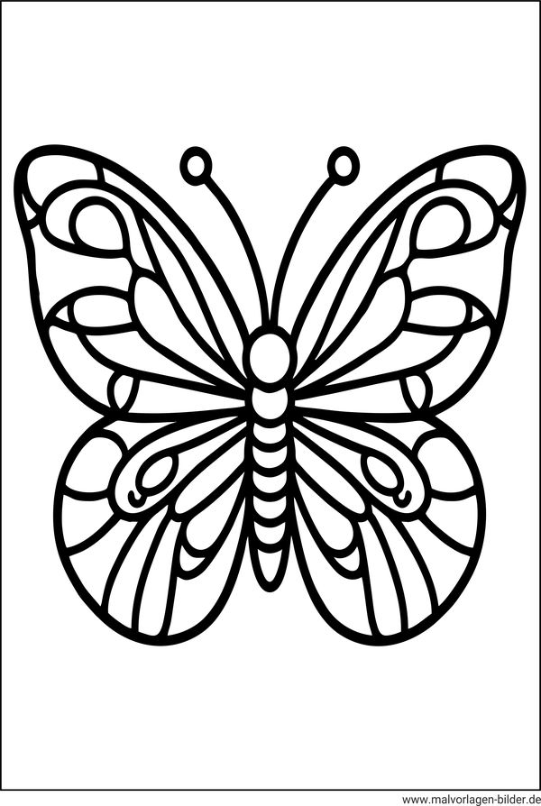 Schmetterling Malvorlage zum Ausmalen