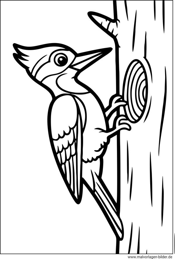 Ausmalbild Specht