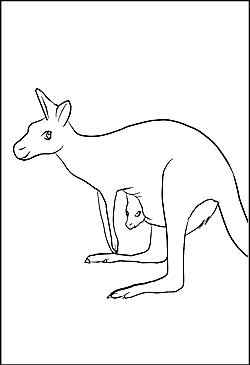 Malvorlage Känguru