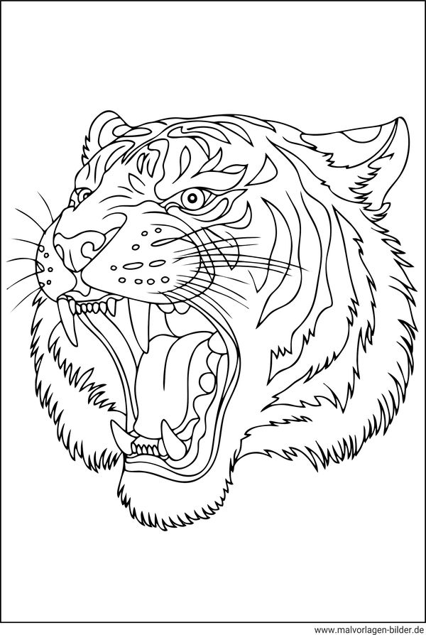 Tiger der brüllt Ausmalbild