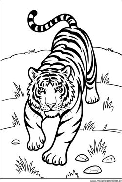 Tiger schleicht sich im Gras an Malvorlage
