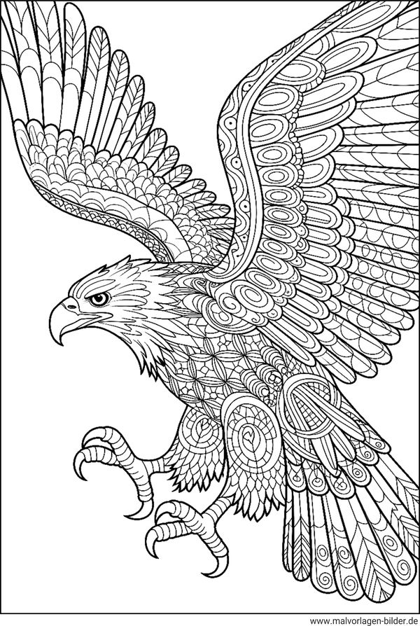 Adler Ausmalbild für Erwachsene