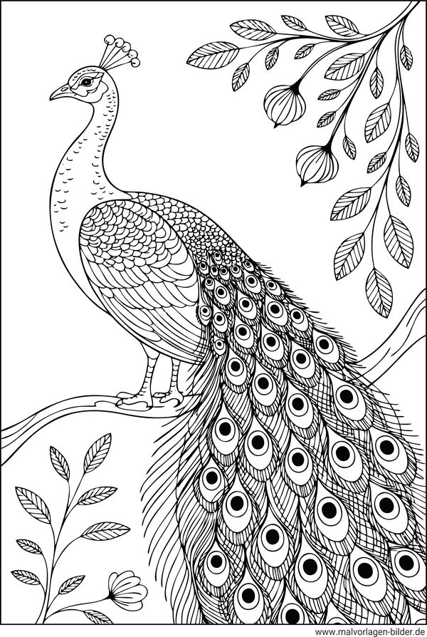 Blauer Pfau Vogel-Ausmalbild