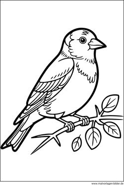 Buchfink Ausmalbild Vogel