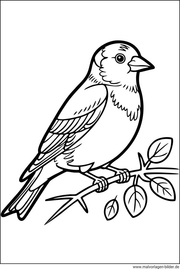 Buchfink Ausmalbild