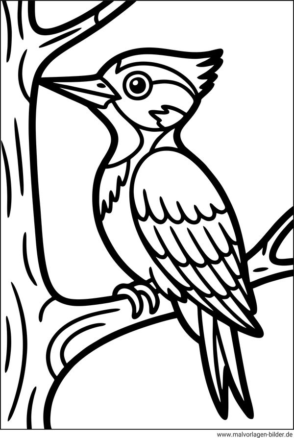 Buntspecht Ausmalbild