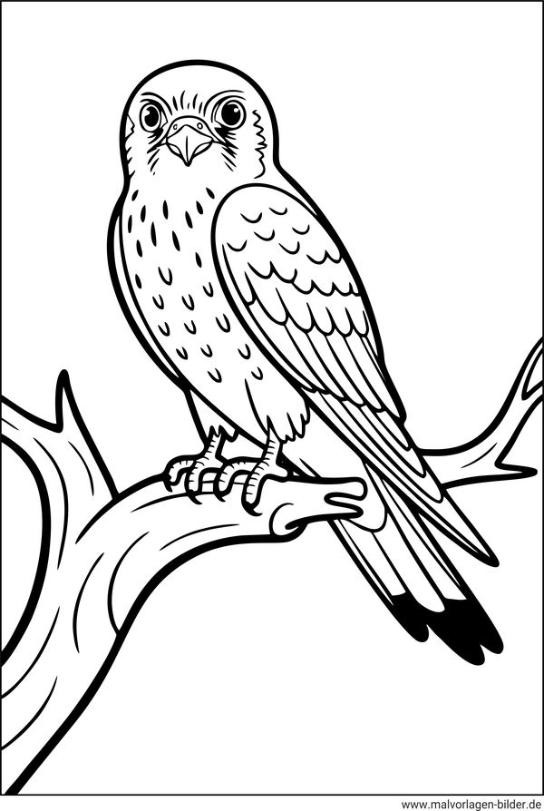 Falke Vogel-Ausmalbild
