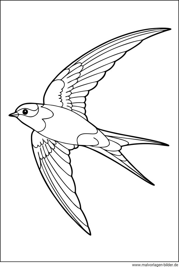 Mauersegler Vogel Ausmalbild