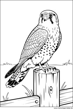 Turmfalke Ausmalbild ausdrucken