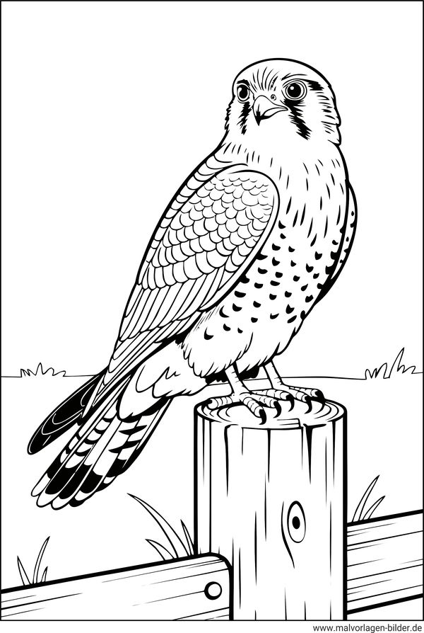 Turmfalke Ausmalbild Vogel