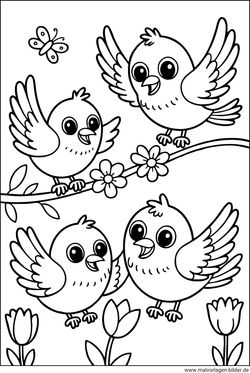 Vier Vögel Malvorlage Kinder
