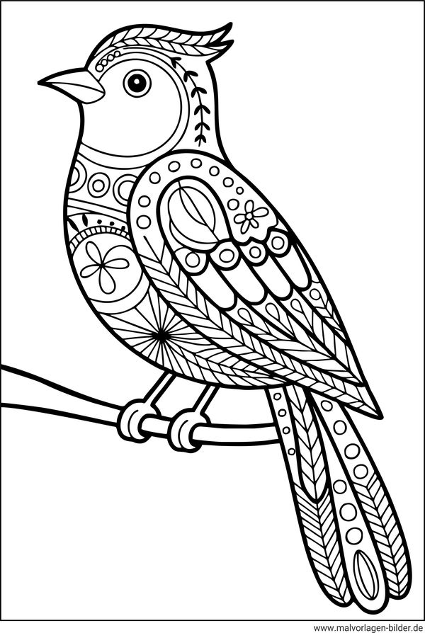 Vogel Malvorlage für Erwachsene und Senioren