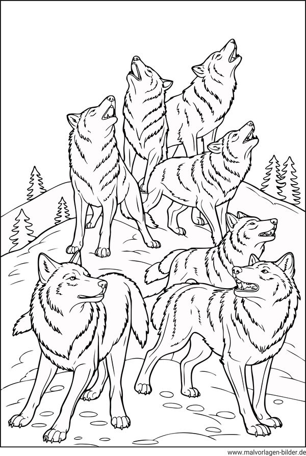 Ausmalbild Wolfsrudel